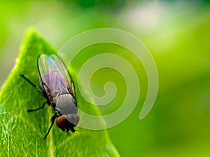 TheÂ housefly is a fly of the suborder Cyclorrhapha. It is believed to have evolved in the Cenozoic Era,